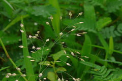 Eragrostis unioloides